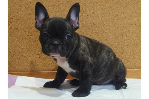 成約済の愛知県のフレンチブルドッグ-108370の2枚目