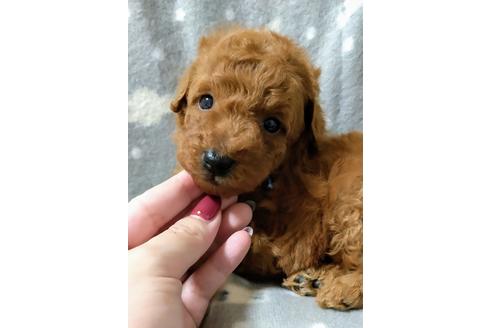 成約済の福岡県のトイプードル-108963の3枚目
