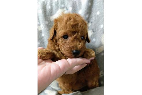 成約済の福岡県のトイプードル-108963の2枚目