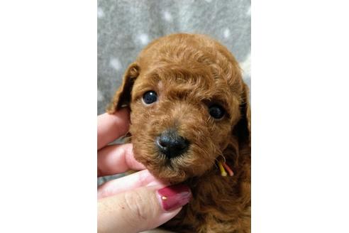 子犬