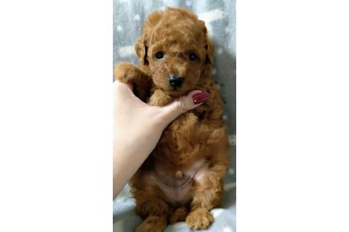 成約済の福岡県のトイプードル-108958の2枚目
