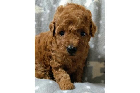 成約済の福岡県のトイプードル-108968の2枚目