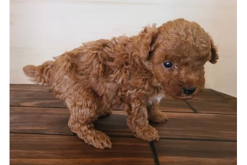 成約済の埼玉県のトイプードル-112000の4枚目