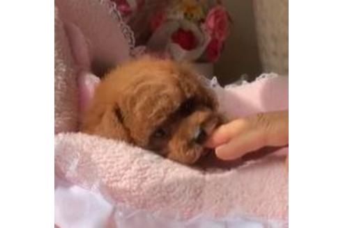 成約済の大阪府のタイニープードル-112024の1枚目
