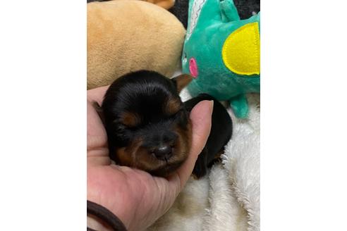 子犬
