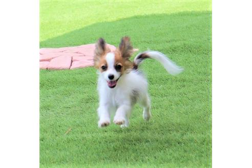 栃木県のパピヨン 女の子 04 29生まれ 小さな可愛い女の子 パパはチャンピオン 子犬id 1174 ブリーダーナビ