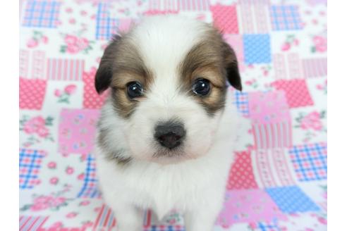 成約済の千葉県のパピヨン-112087の1枚目