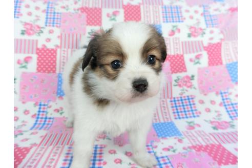 成約済の千葉県のパピヨン-112087の4枚目
