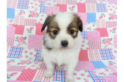 成約済の千葉県のパピヨン-112087の3枚目