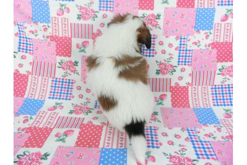 成約済の千葉県のパピヨン-112087の2枚目