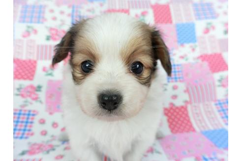 成約済の千葉県のパピヨン-112089の1枚目
