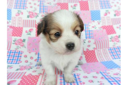 成約済の千葉県のパピヨン-112089の4枚目