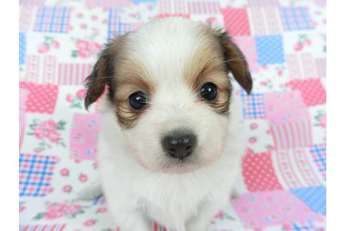 成約済の千葉県のパピヨン-112089の3枚目