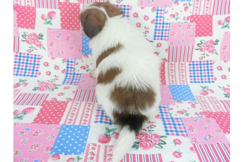 成約済の千葉県のパピヨン-112089の2枚目