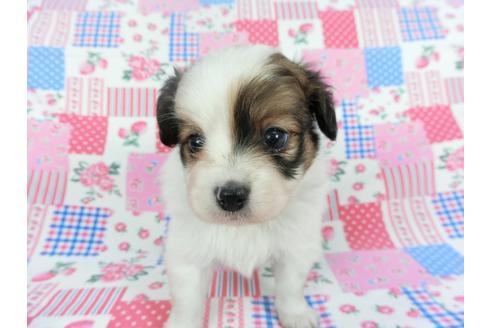 成約済の千葉県のパピヨン-112095の4枚目