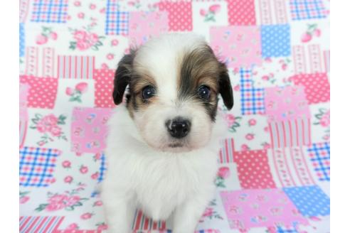 成約済の千葉県のパピヨン-112095の1枚目