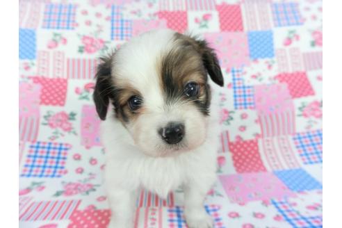 成約済の千葉県のパピヨン-112095の3枚目