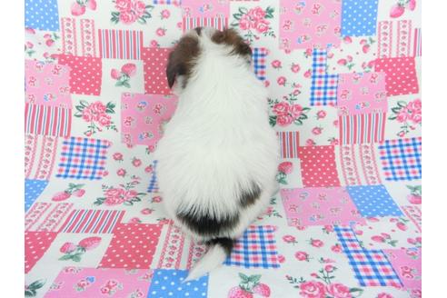 成約済の千葉県のパピヨン-112095の2枚目