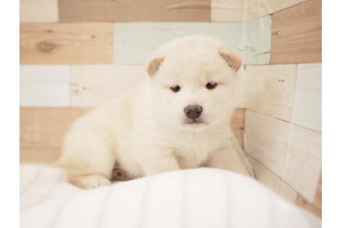 成約済の福岡県の柴犬-112094の1枚目