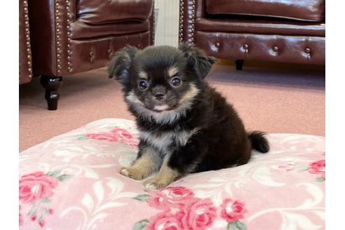 成約済の香川県のチワワ(ロングコート)-108457の4枚目