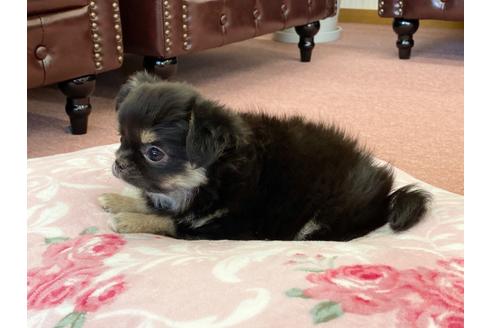 成約済の香川県のチワワ(ロングコート)-108457の5枚目