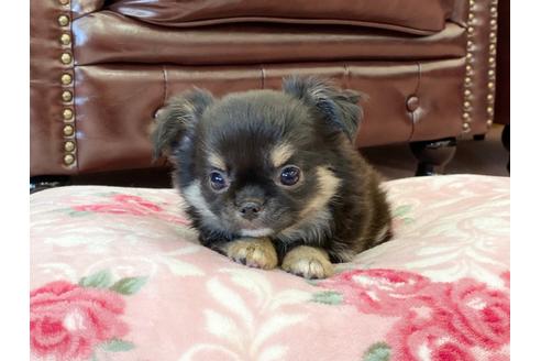 成約済の香川県のチワワ(ロングコート)-108457の3枚目