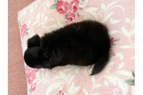 成約済の香川県のチワワ(ロングコート)-108457の2枚目