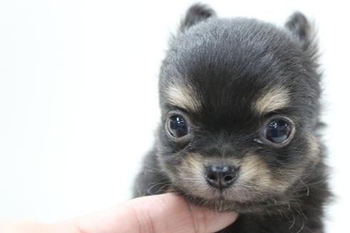 成約済の京都府のチワワ(ロングコート)-112127の1枚目