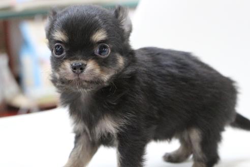 成約済の京都府のチワワ(ロングコート)-112127の5枚目