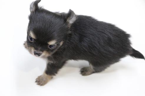 成約済の京都府のチワワ(ロングコート)-112127の4枚目