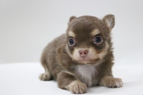 成約済の京都府のチワワ(ロングコート)-112134の1枚目