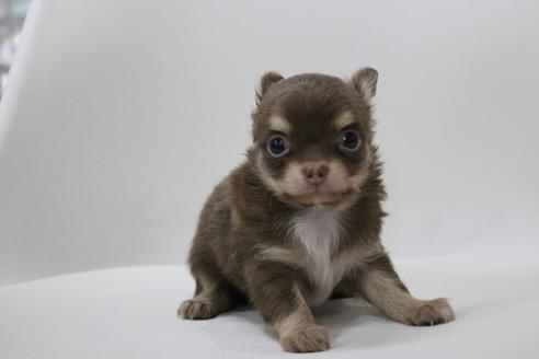 成約済の京都府のチワワ(ロングコート)-112134の3枚目