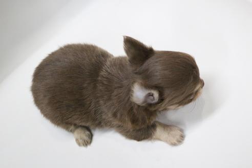 成約済の京都府のチワワ(ロングコート)-112134の2枚目