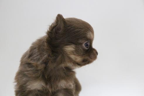 成約済の京都府のチワワ(ロングコート)-112135の5枚目