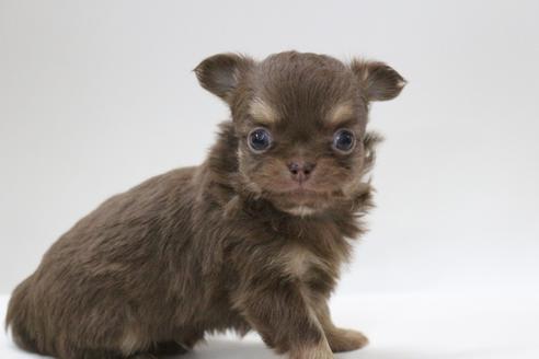 成約済の京都府のチワワ(ロングコート)-112135の4枚目