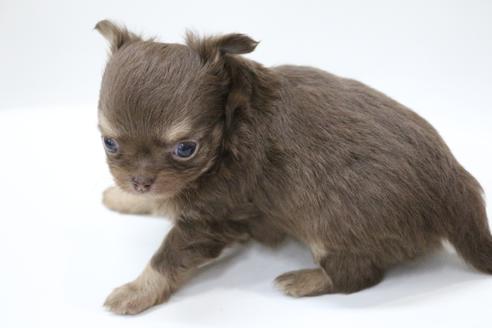 成約済の京都府のチワワ(ロングコート)-112135の3枚目