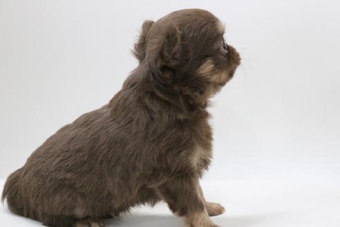 成約済の京都府のチワワ(ロングコート)-112135の2枚目