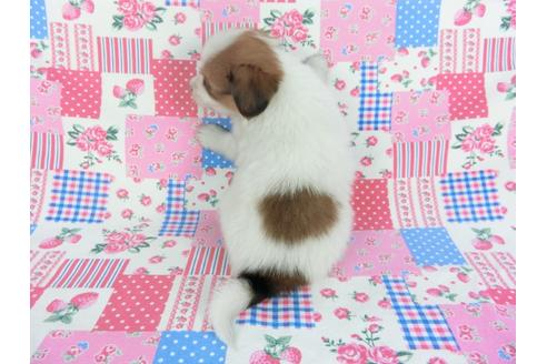 成約済の千葉県のパピヨン-112141の4枚目