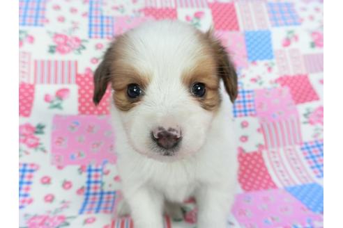 成約済の千葉県のパピヨン-112141の1枚目
