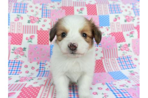 成約済の千葉県のパピヨン-112141の3枚目