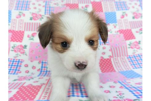 成約済の千葉県のパピヨン-112141の2枚目