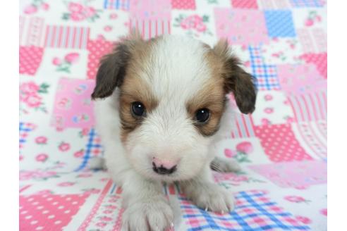 成約済の千葉県のパピヨン-112143の1枚目