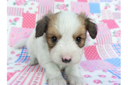 成約済の千葉県のパピヨン-112143の4枚目