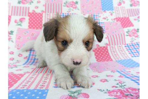 成約済の千葉県のパピヨン-112143の3枚目