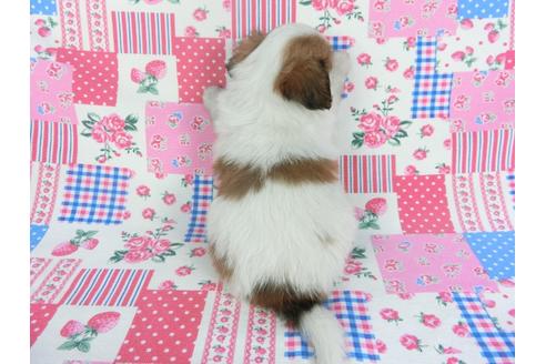 成約済の千葉県のパピヨン-112143の2枚目