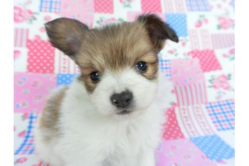 成約済の千葉県のパピヨン-112146