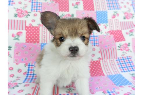 成約済の千葉県のパピヨン-112146の4枚目