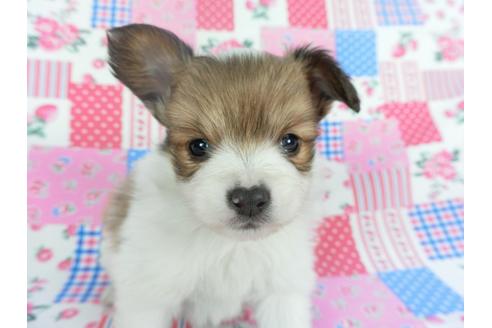 成約済の千葉県のパピヨン-112146の3枚目