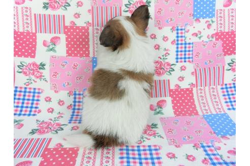 成約済の千葉県のパピヨン-112146の2枚目