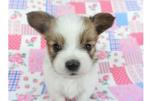 成約済の千葉県のパピヨン-112148